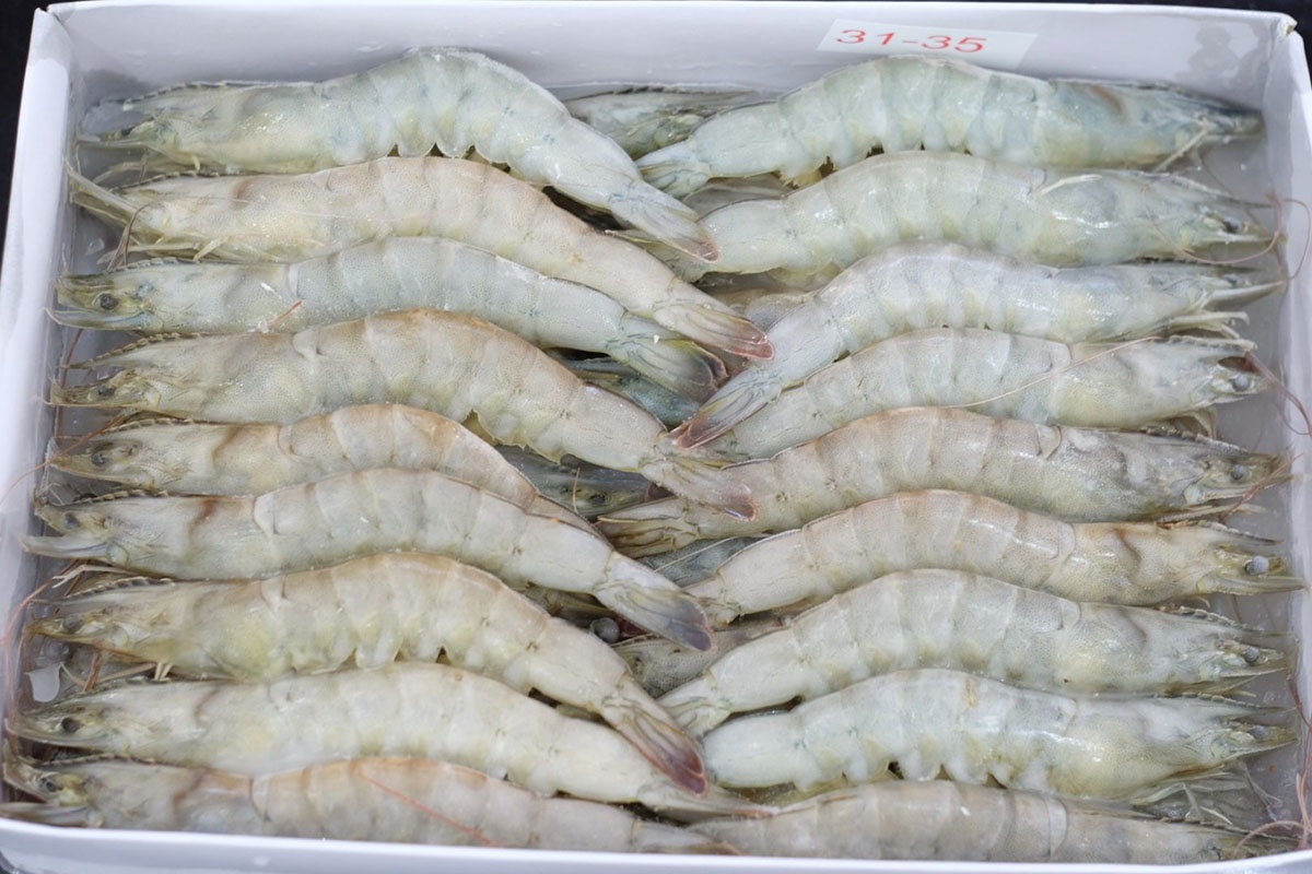 Tôm đông lạnh.